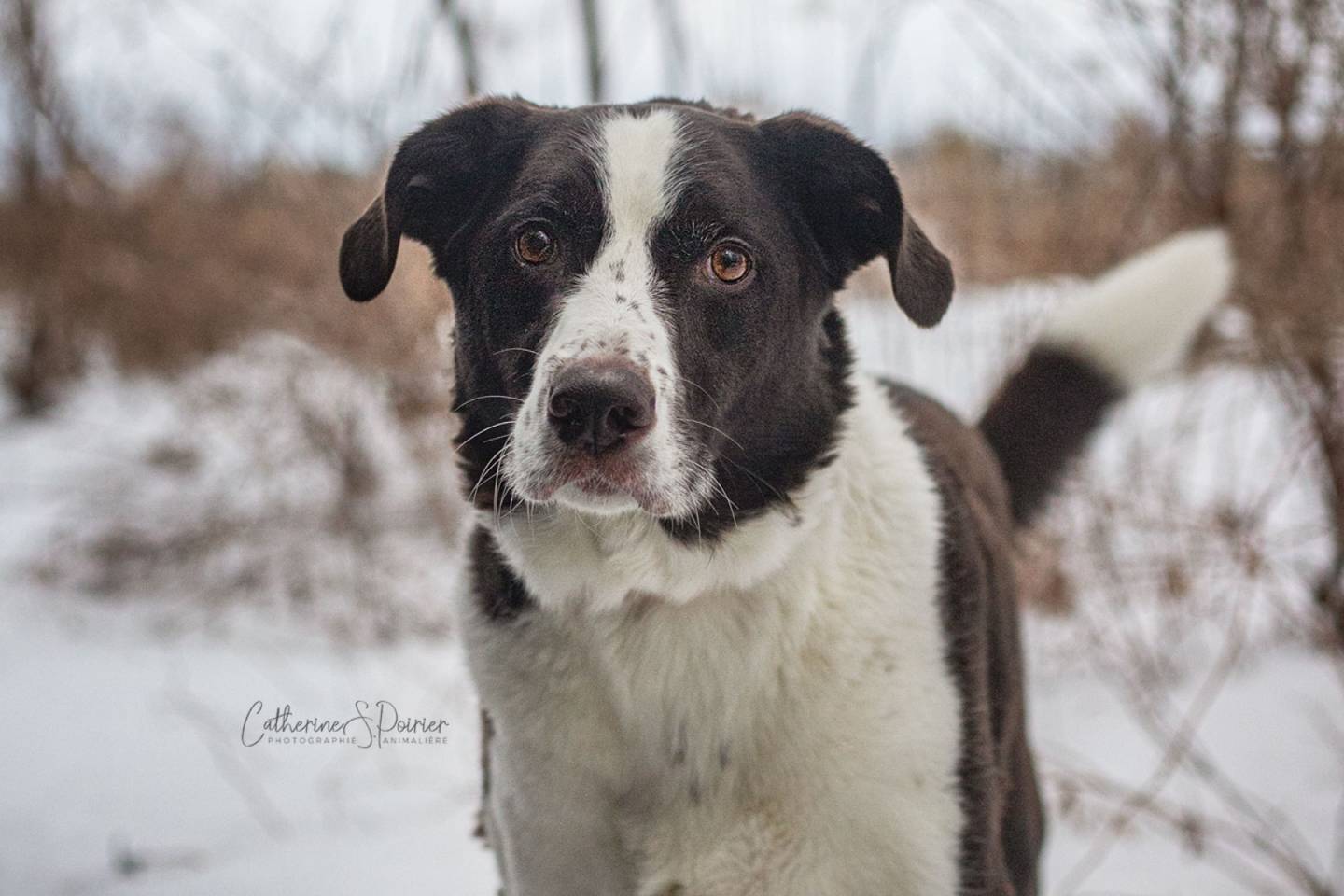 Jack, la vedette de la semaine
