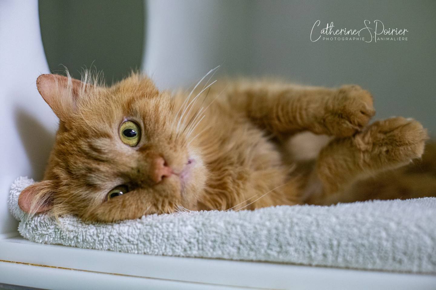 Marriott, la vedette de la semaine