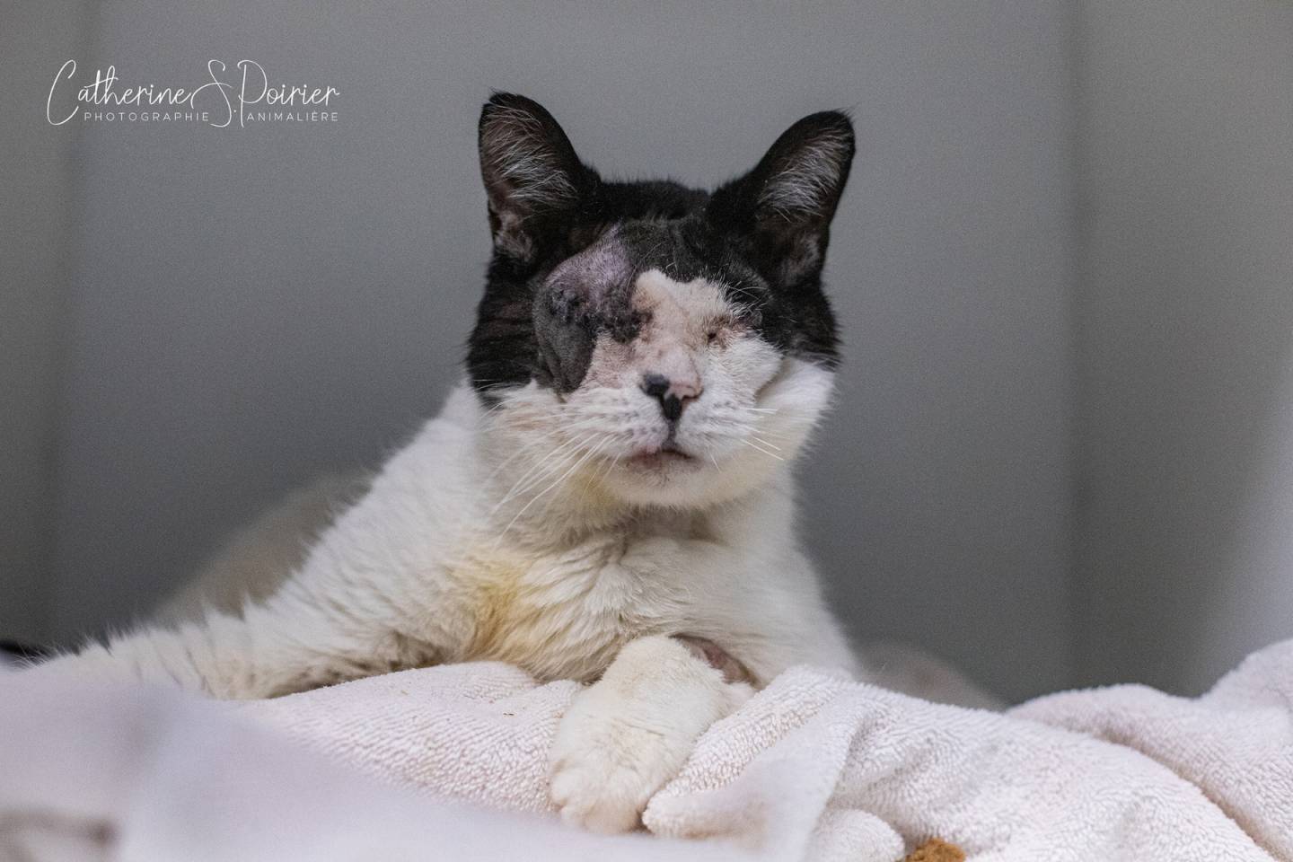 Oompa, la vedette de la semaine