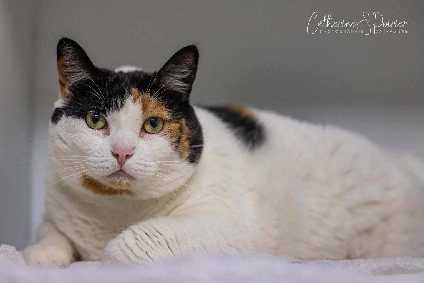 Cocotte, la vedette de la semaine