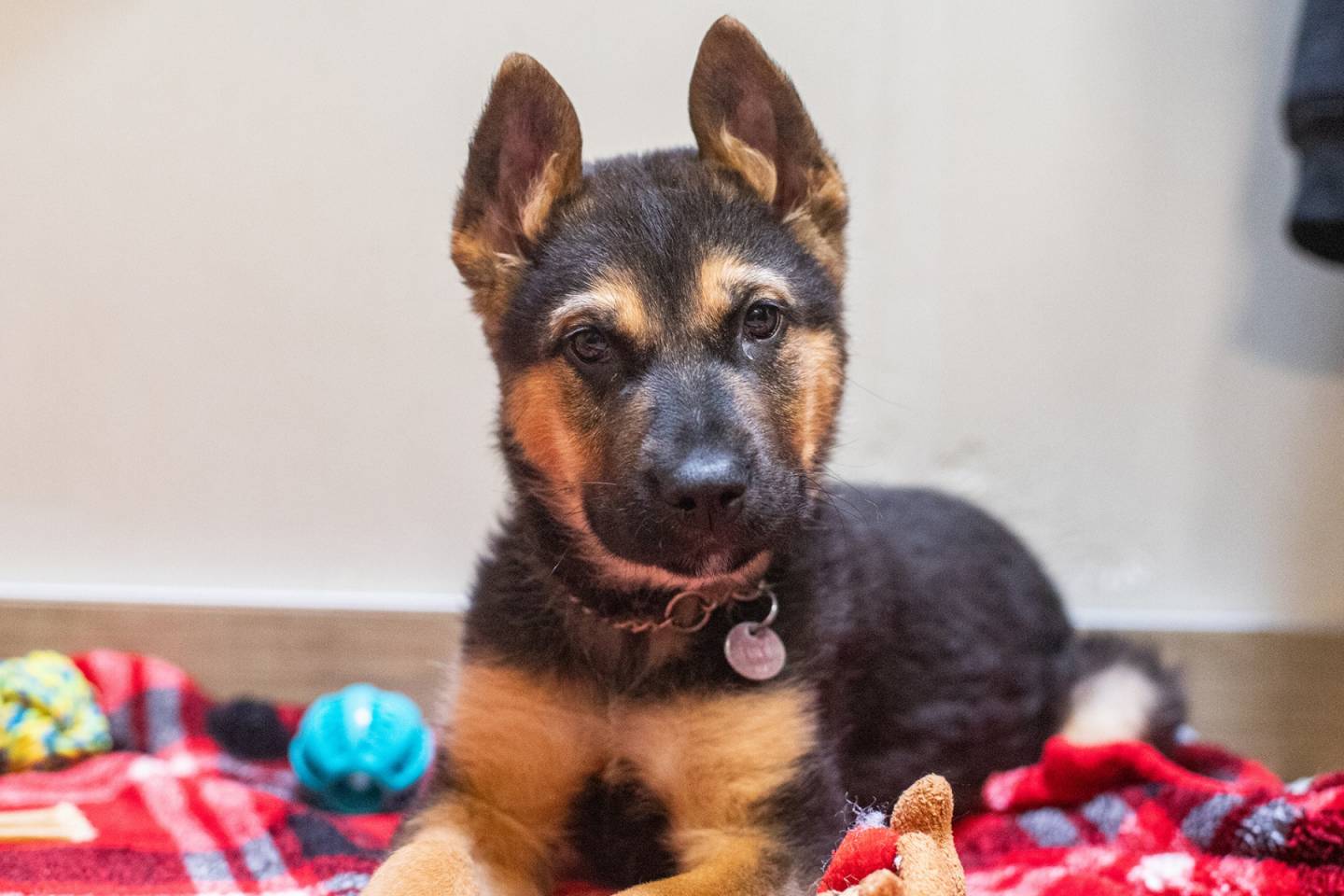 Koa, la vedette de la semaine