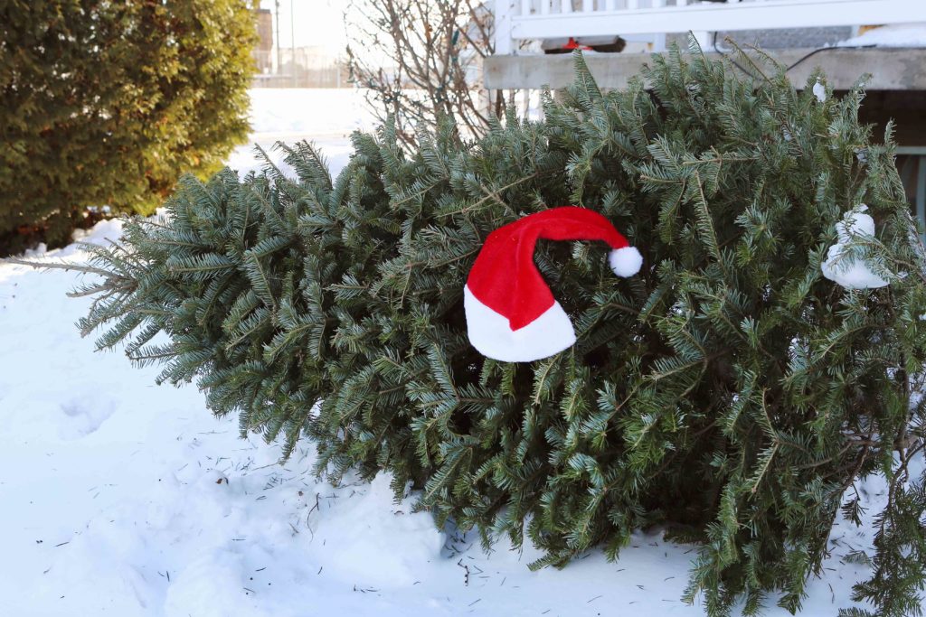 Les dates pour les collectes de sapins de Noël