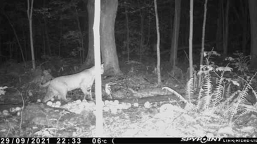 Un cougar aperçu dans la région ?
