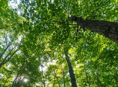 Reboisement : plus de 2300 arbres plantés à Longueuil