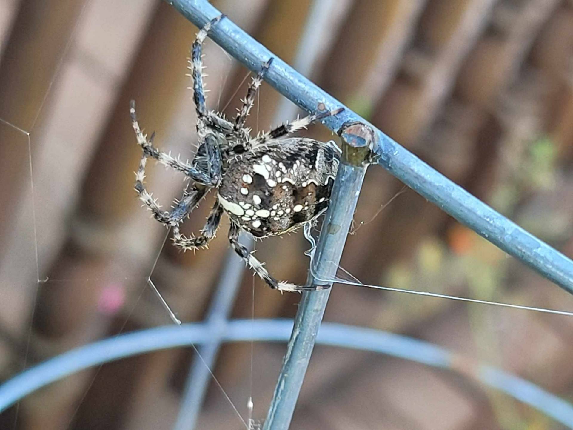 Des bioindicateurs à huit pattes à Brossard !