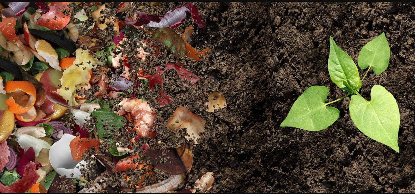 Longueuil : contrat de gré à gré avec Nature-Action Québec