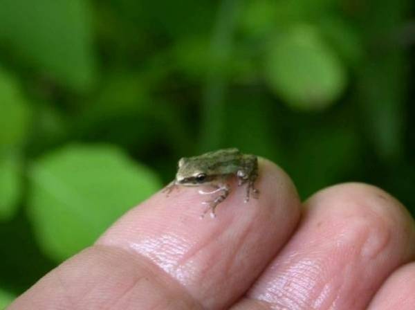 Longueuil : un peu d’aide pour la rainette