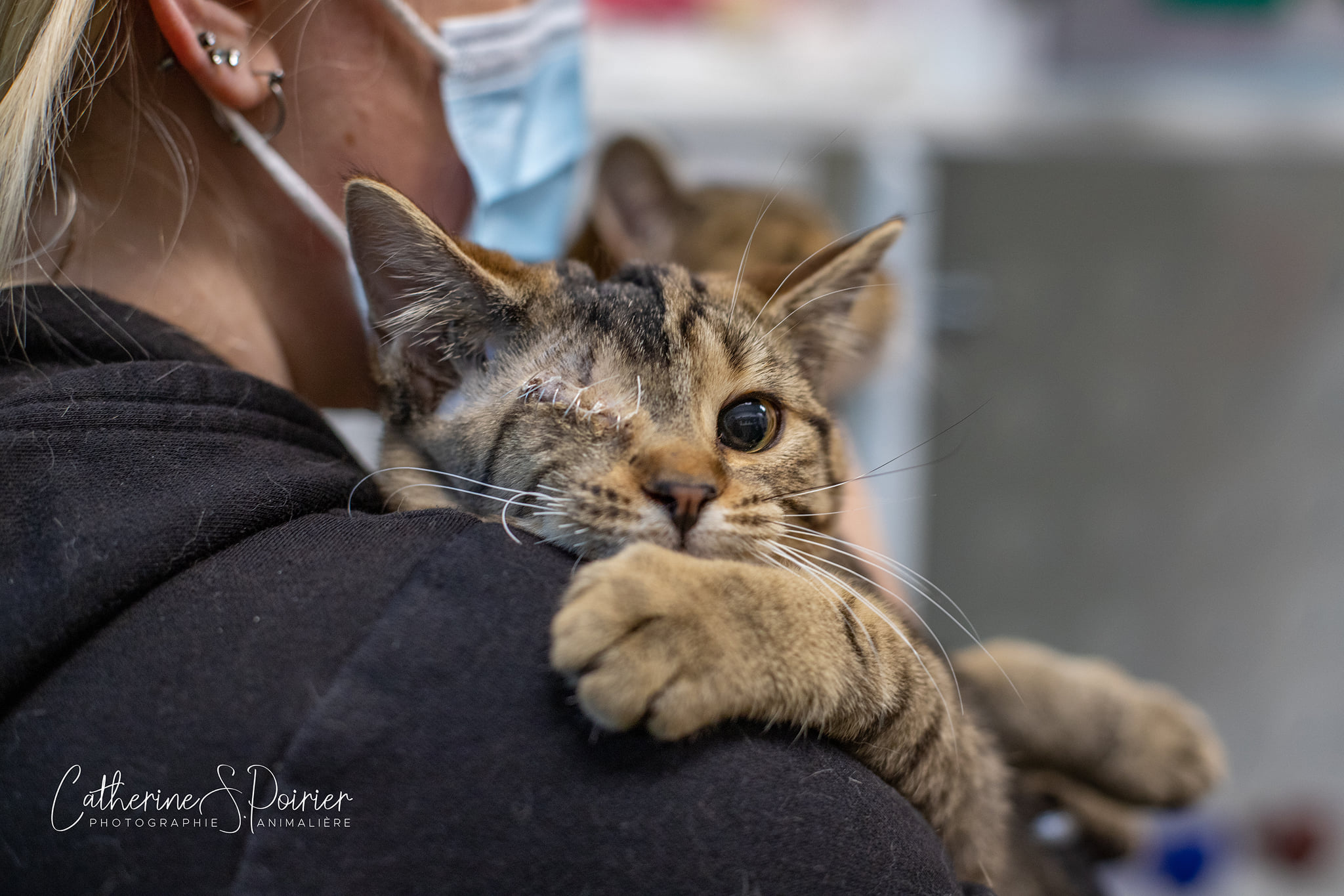 La SPCA Roussillon lance sa collecte des Fêtes
