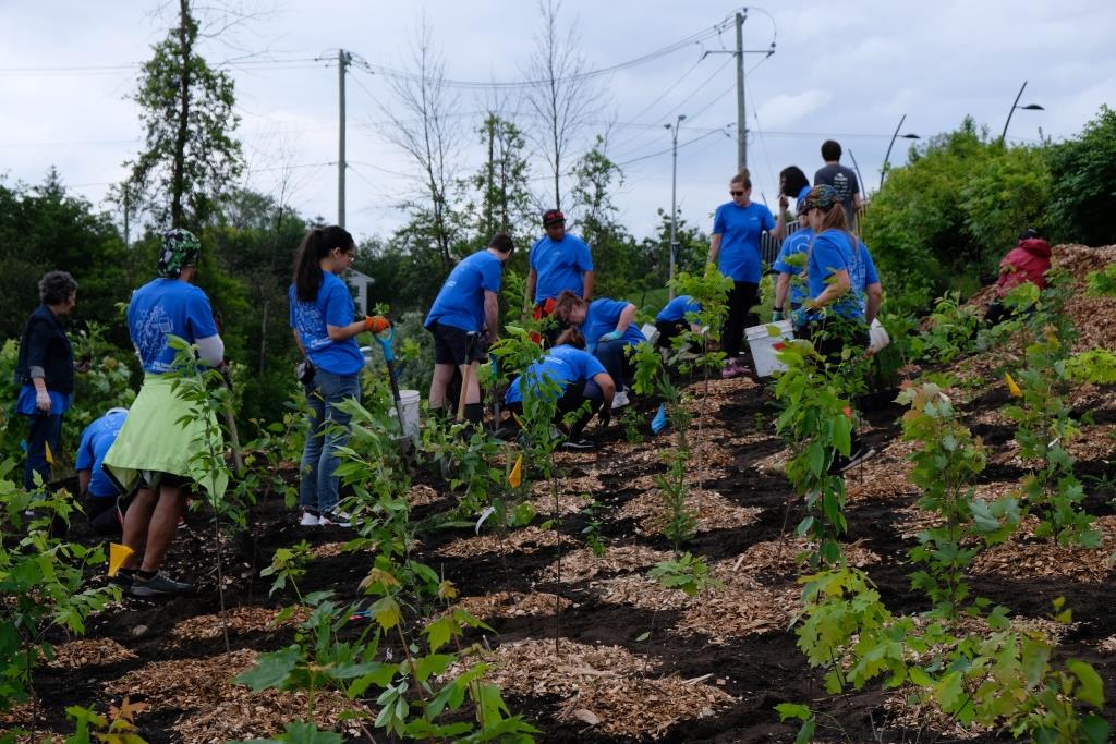 Une micro-forêt voit le jour à Candiac