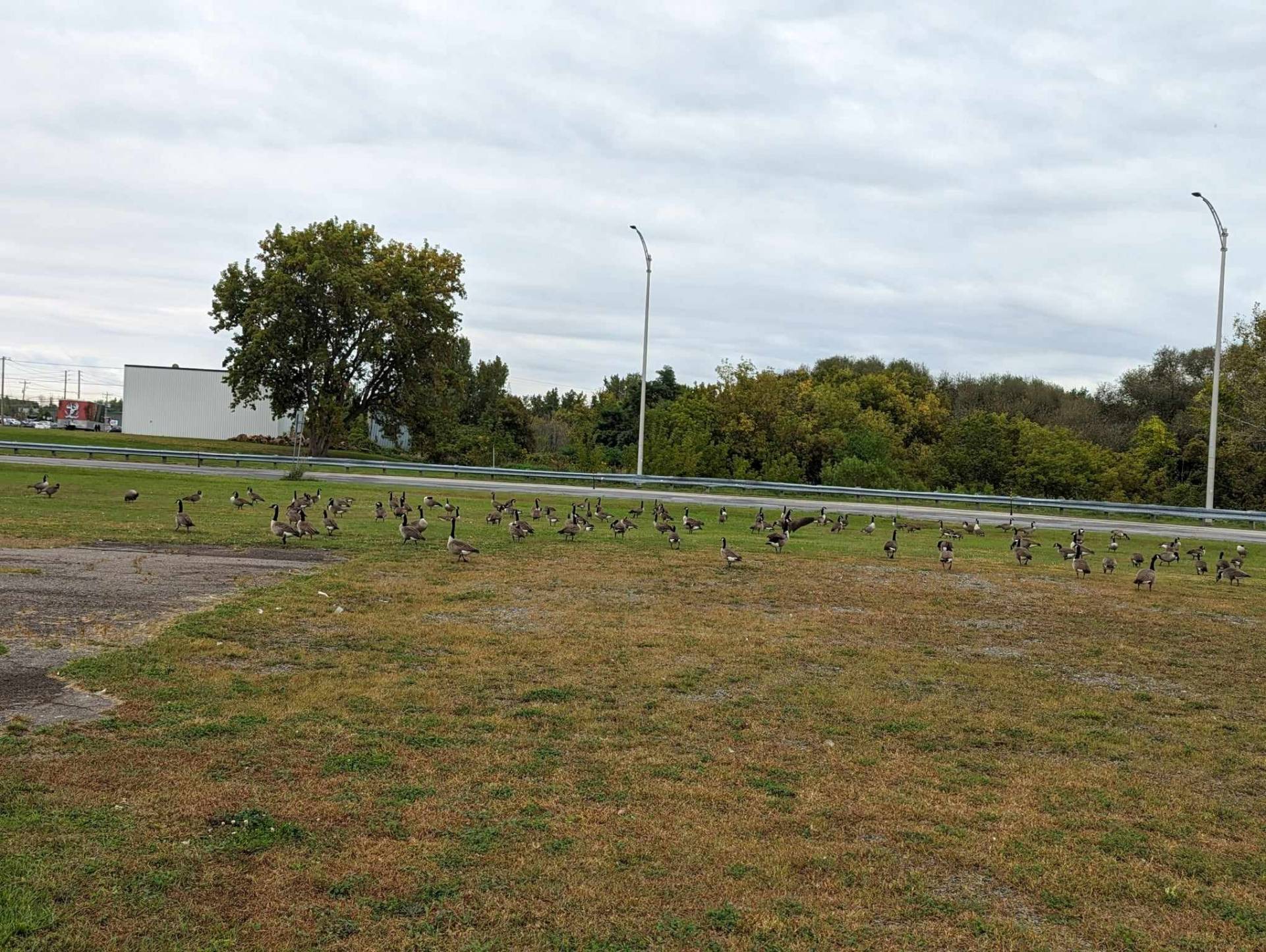 Rassemblement de bernaches à Delson