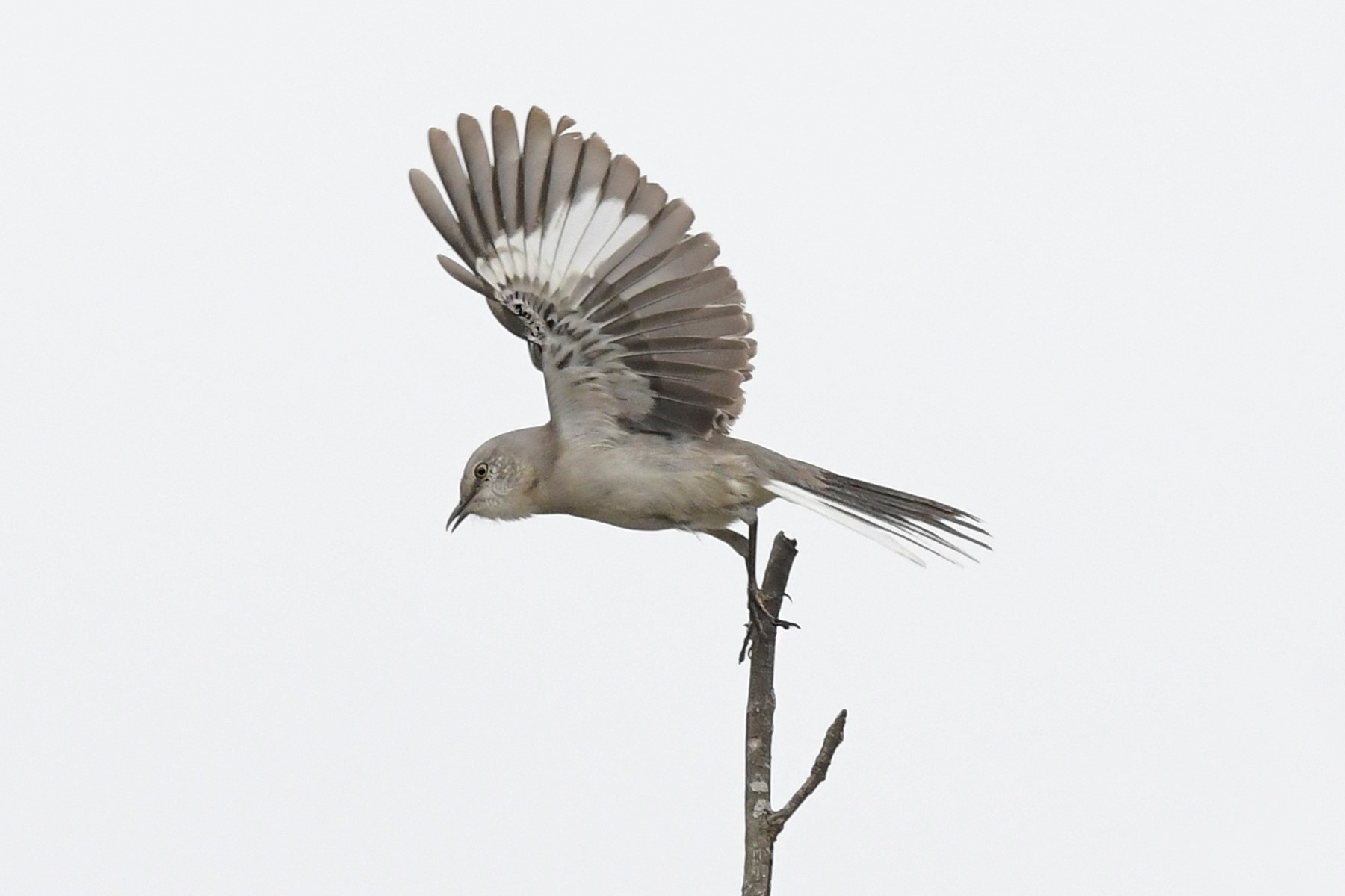 Des oiseaux rares à observer dans la région