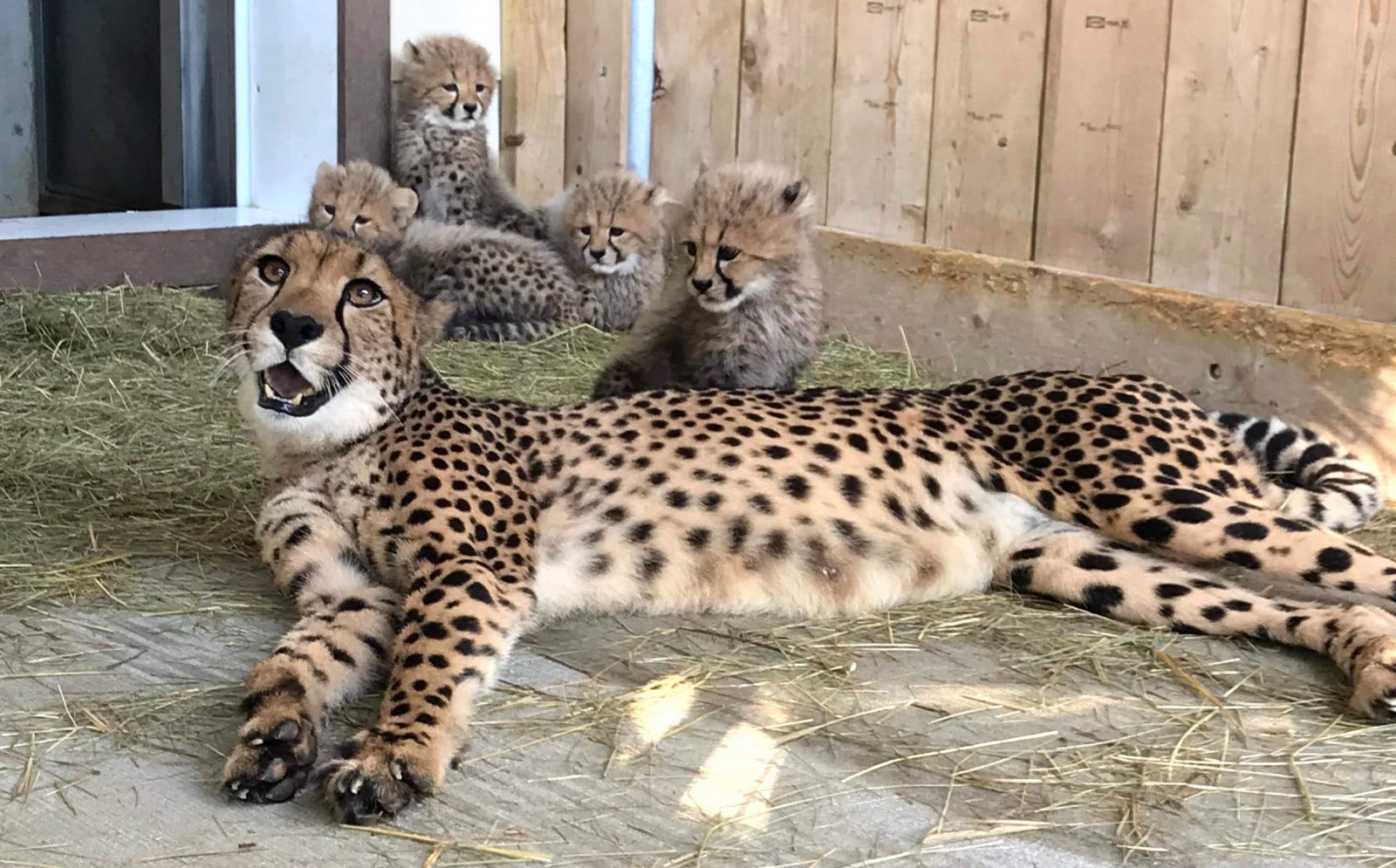 Le Parc Safari annonce le décès sa guéparde Cléo