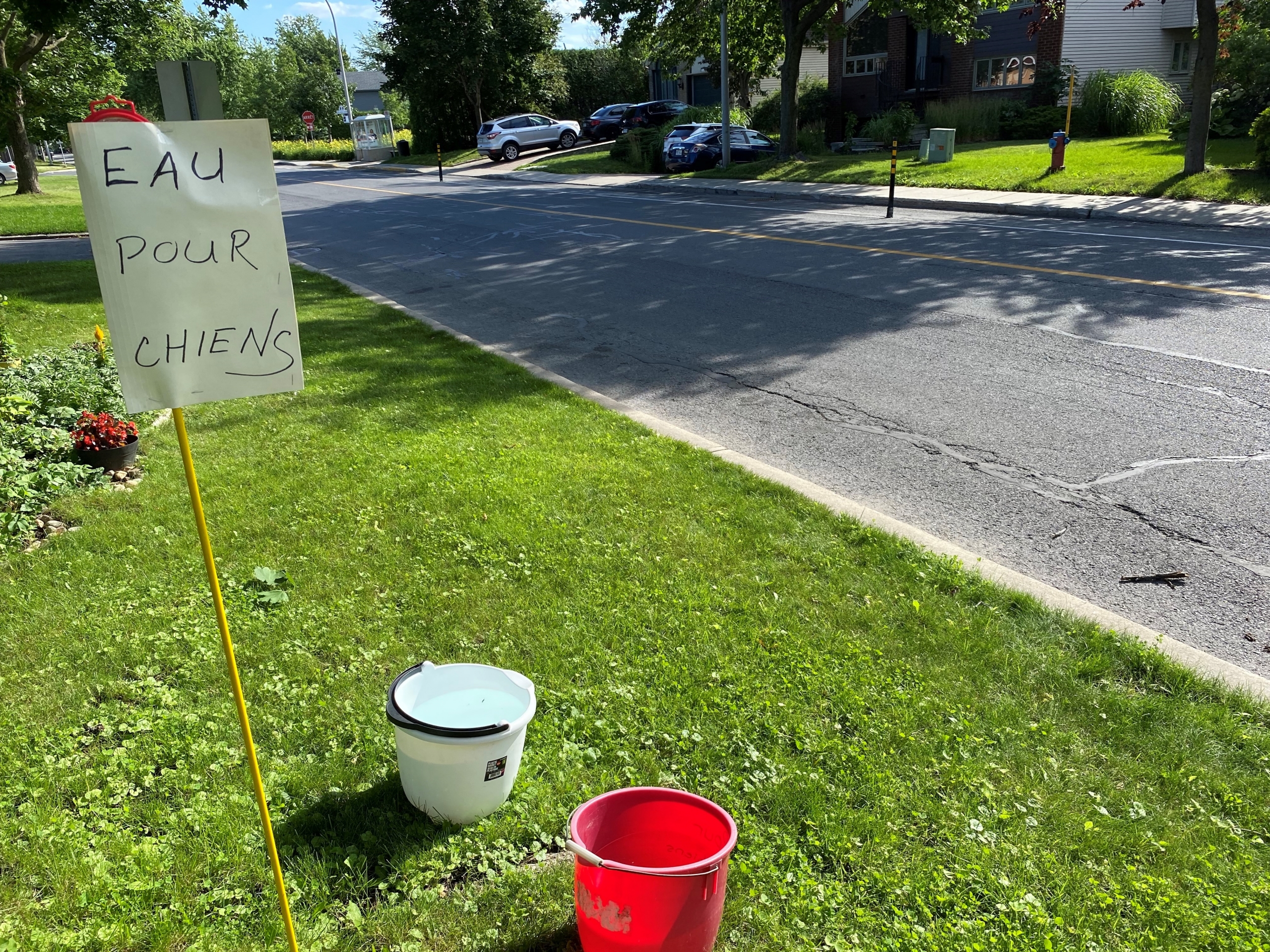 De l’eau disponible pour les chiens qui marchent dans la région