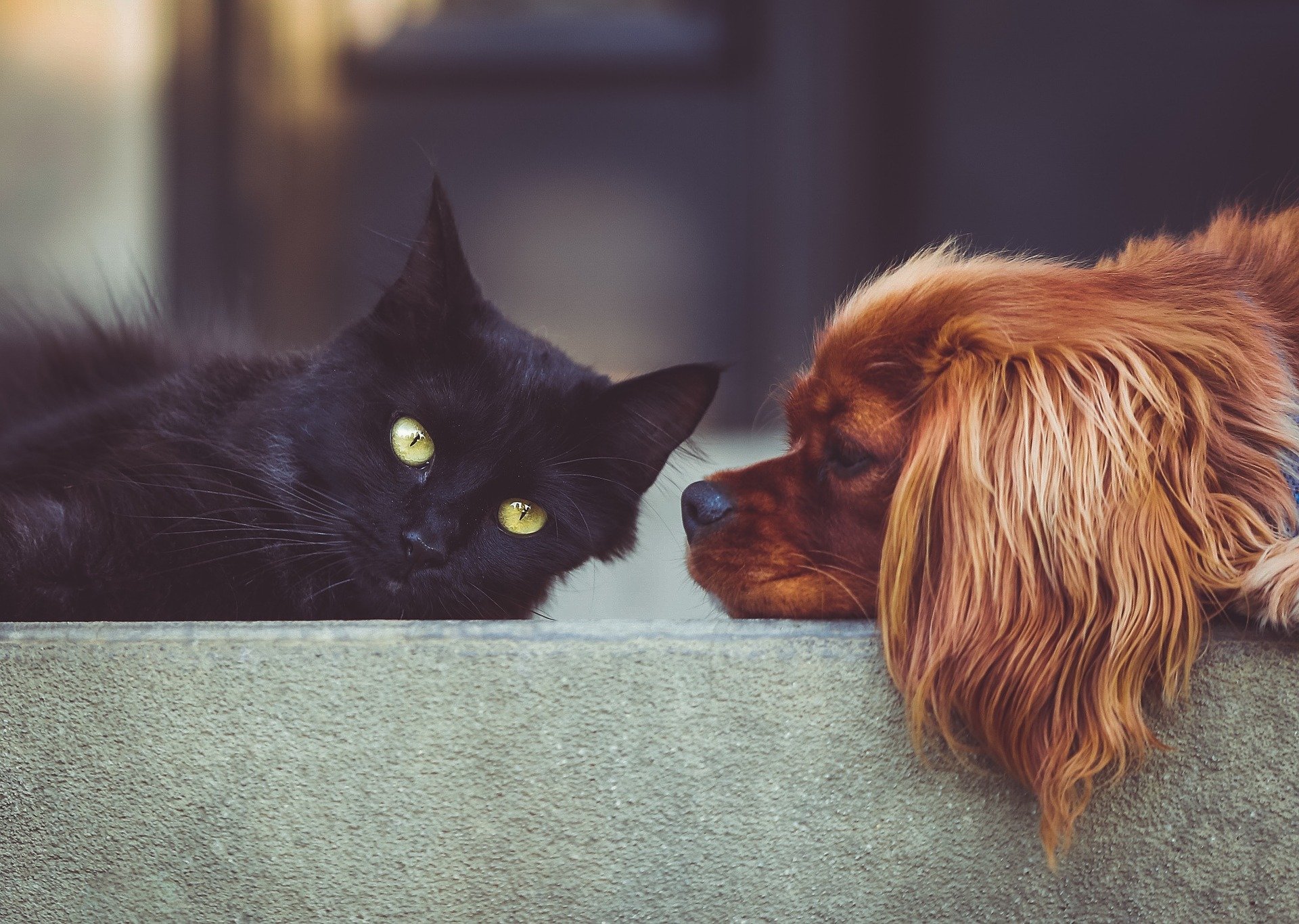 Hausse du nombre d’animaux domestiques permis à Candiac