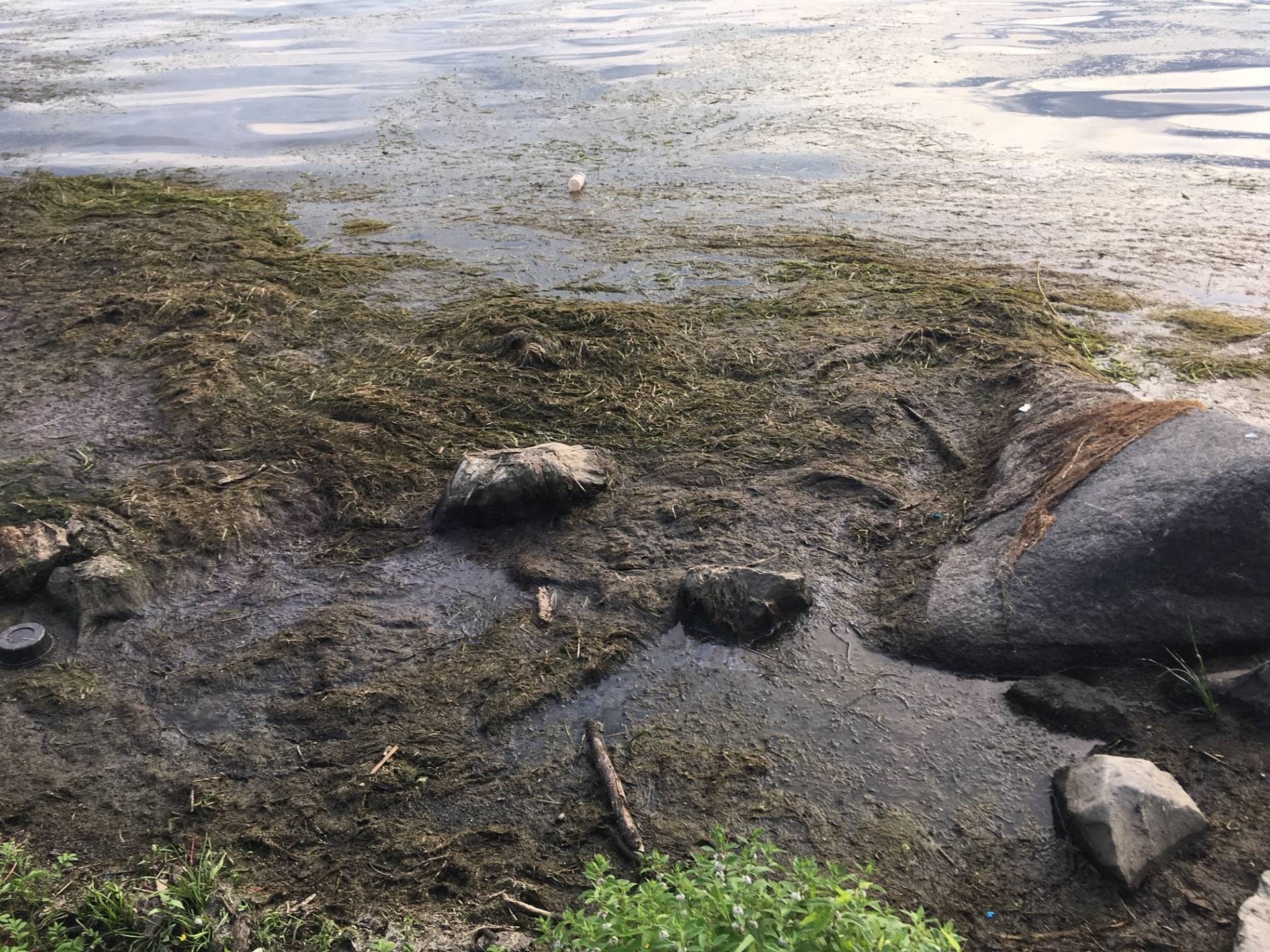 Présence d’algues bleu-vert dans le lac de la Citière