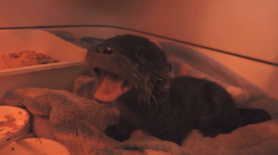 VIDÉOS – Une loutre rescapée à Sainte-Catherine