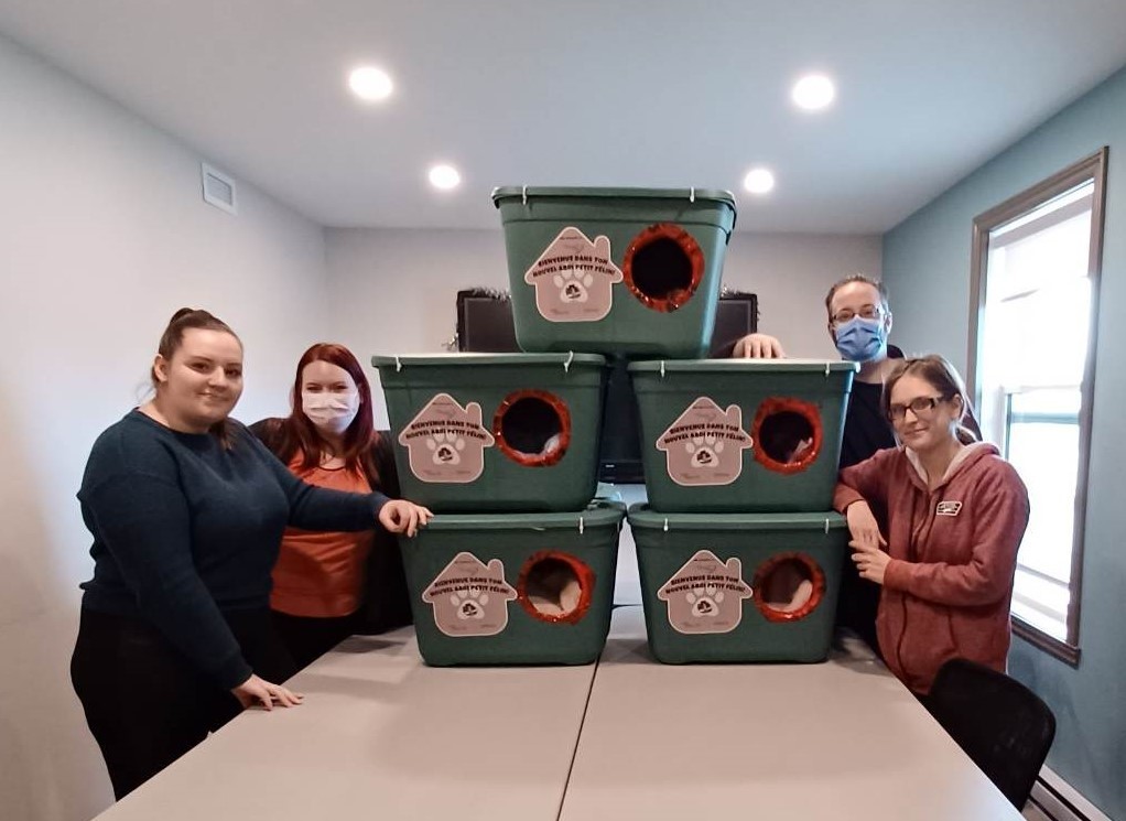 Des abris pour protéger les chats errants du froid hivernal