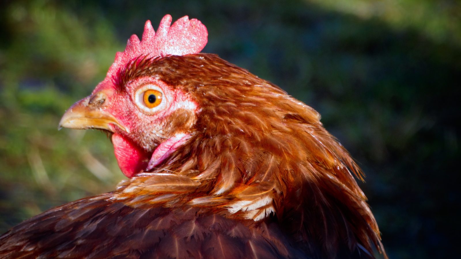 Un cas de grippe aviaire détecté dans les Jardins-de-Napierville