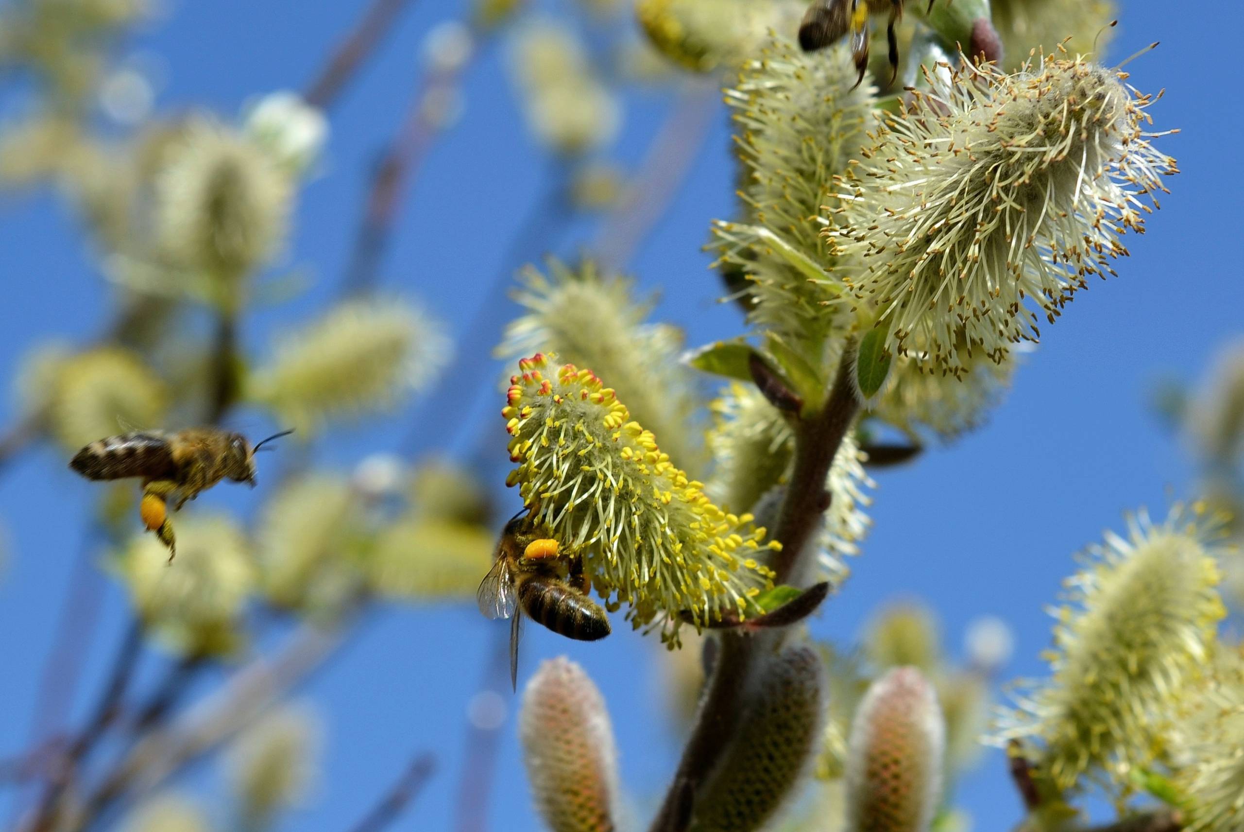 Aider les abeilles autrement: des fleurs nectarifères plutôt que les pissenlits