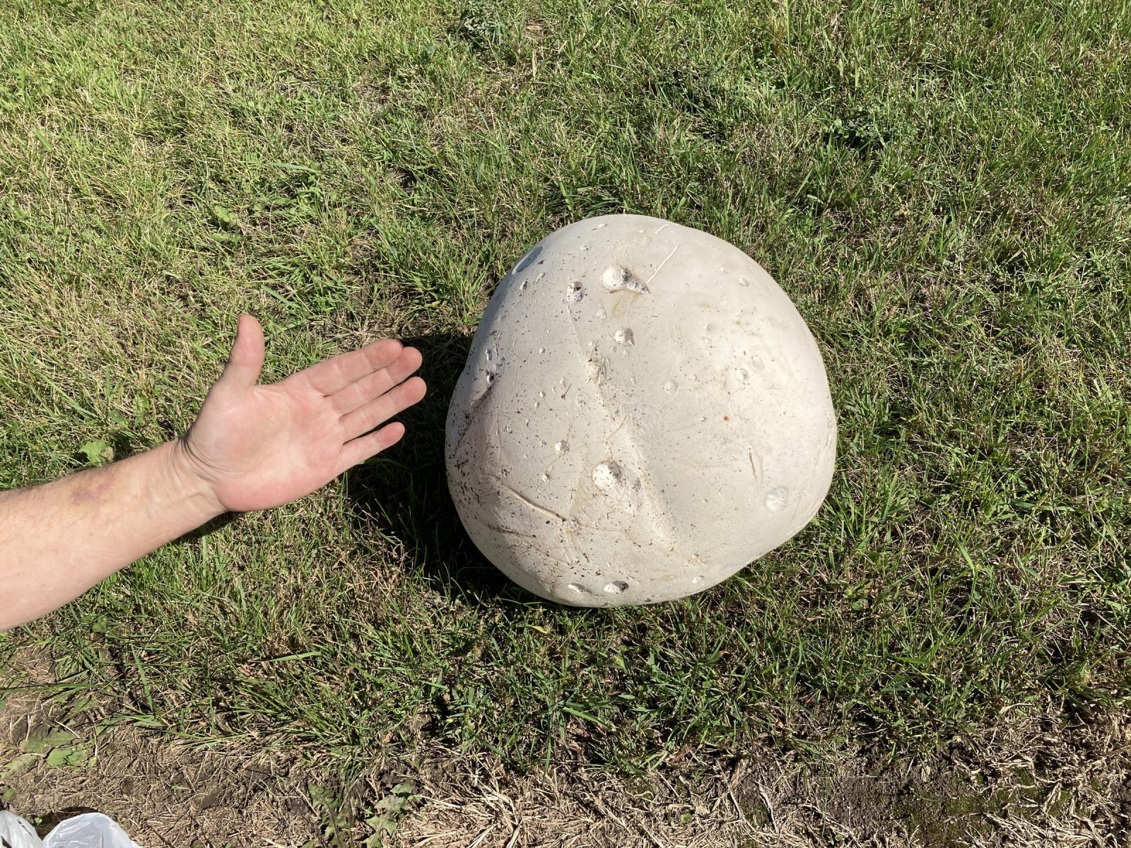 Un champignon de 8,4 livres cueilli à Saint-Édouard