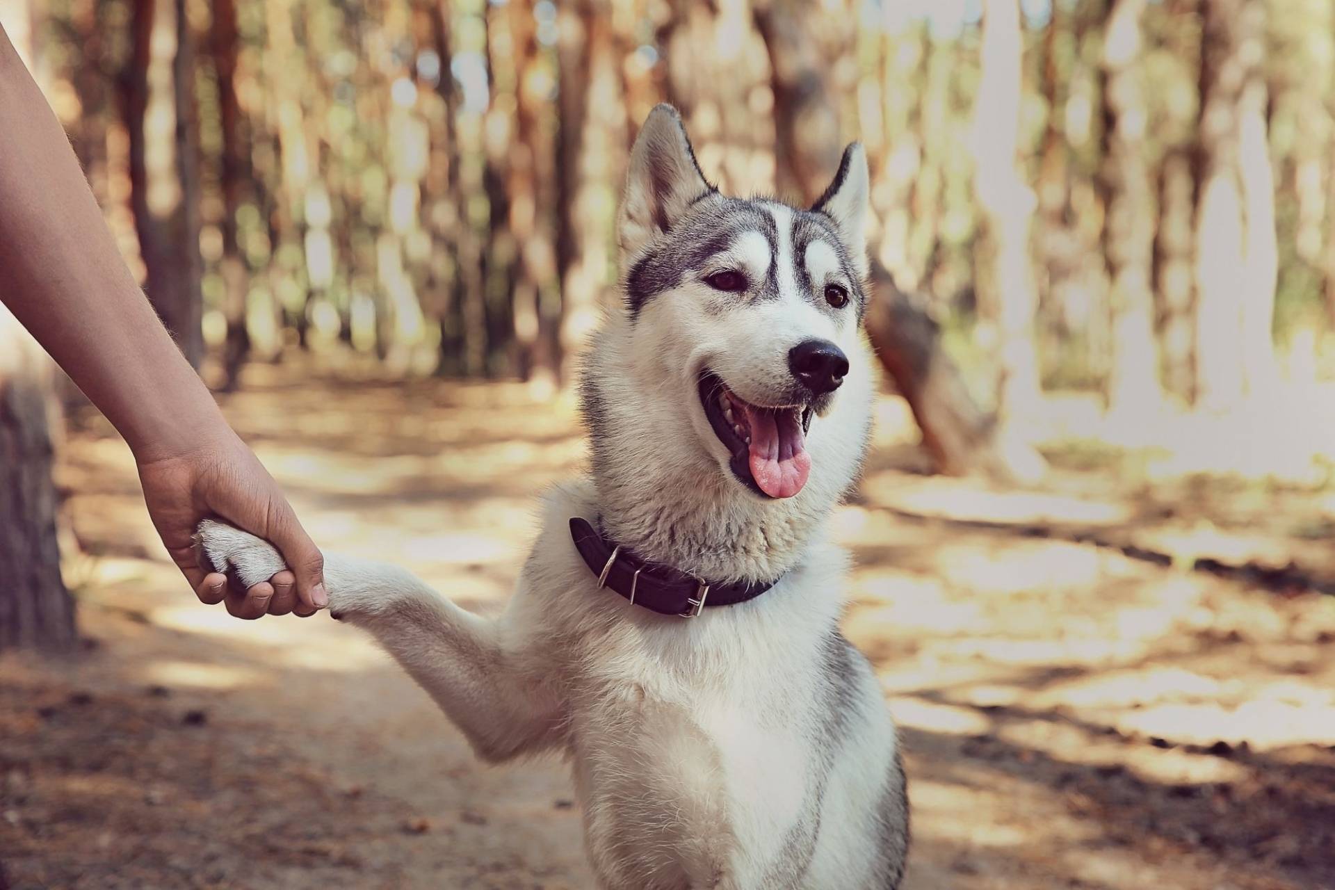 Apprendre à son chien à donner la patte en 4 étapes