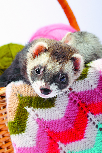 4 conseils pour laisser votre petit animal en liberté dans la maison