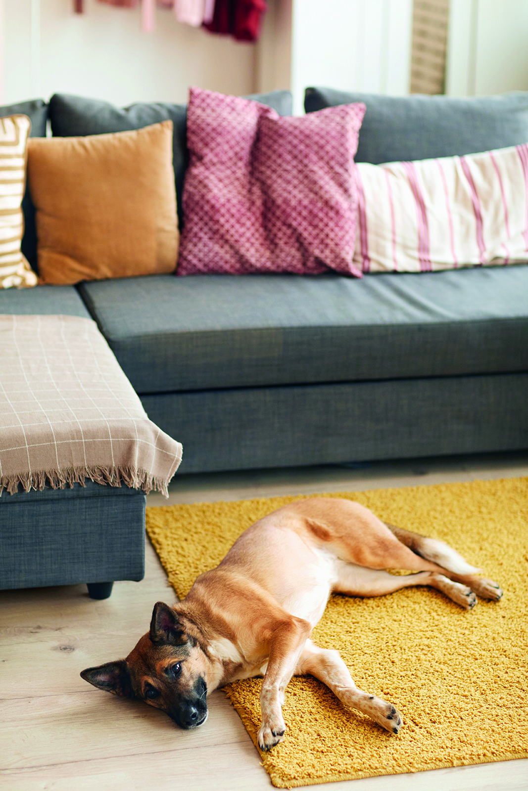 Idées de décoration intérieure adaptées à votre animal