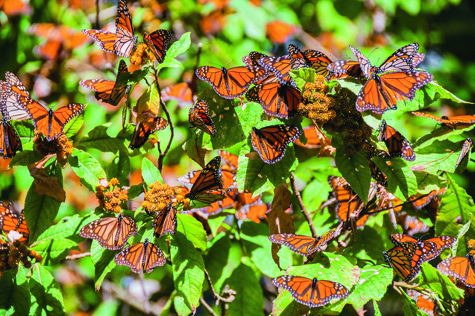 Que font les animaux en hiver ?