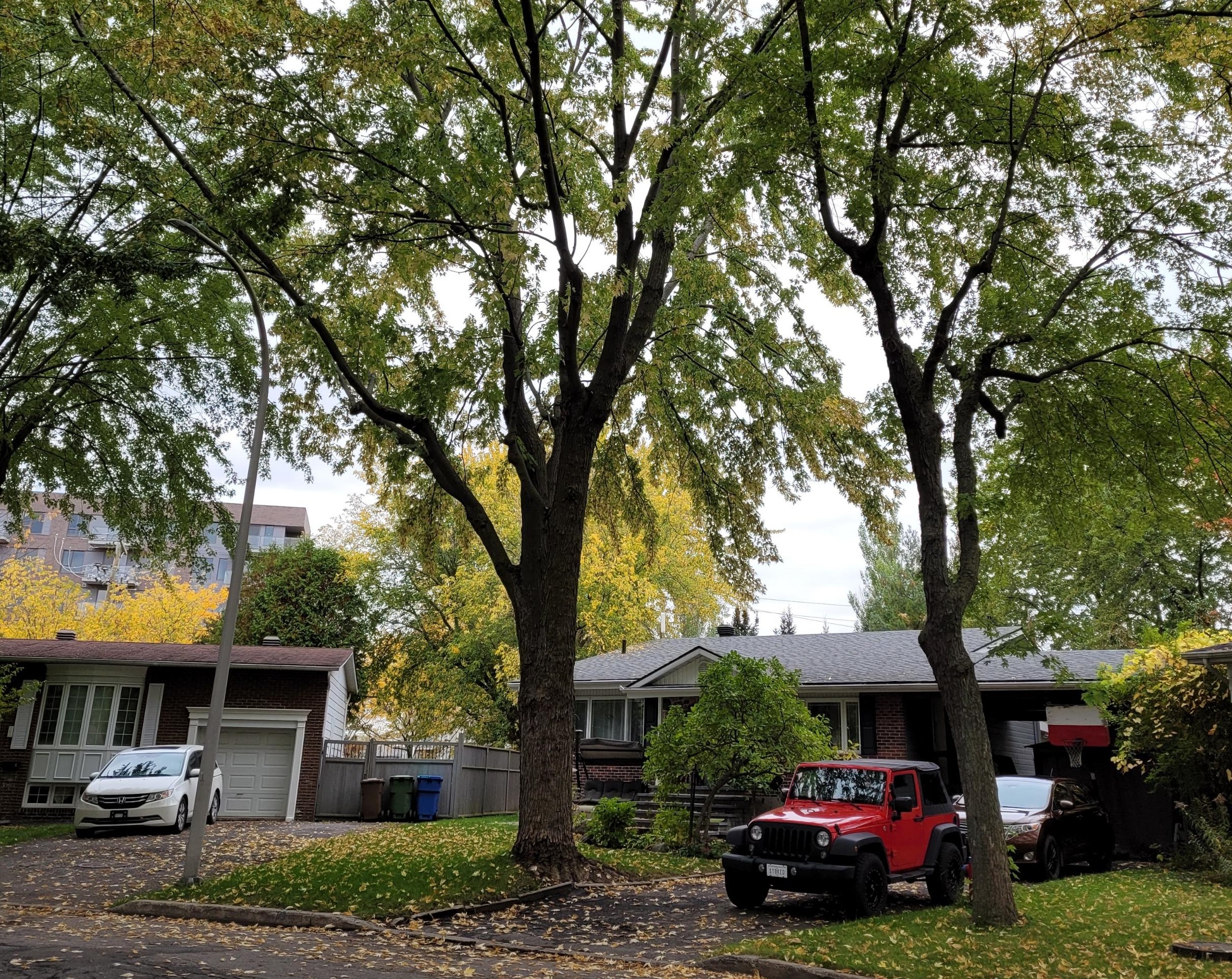 Un Candiacois se bat pour que la Ville enlève un arbre sur sa propriété