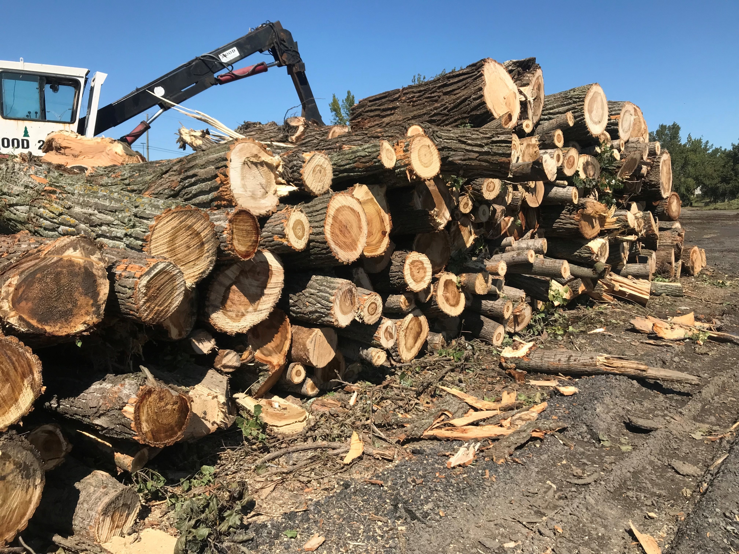 Coupes d&rsquo;arbres à La Prairie : la Ville convient qu&rsquo;elle «aurait pu réagir plus rapidement»