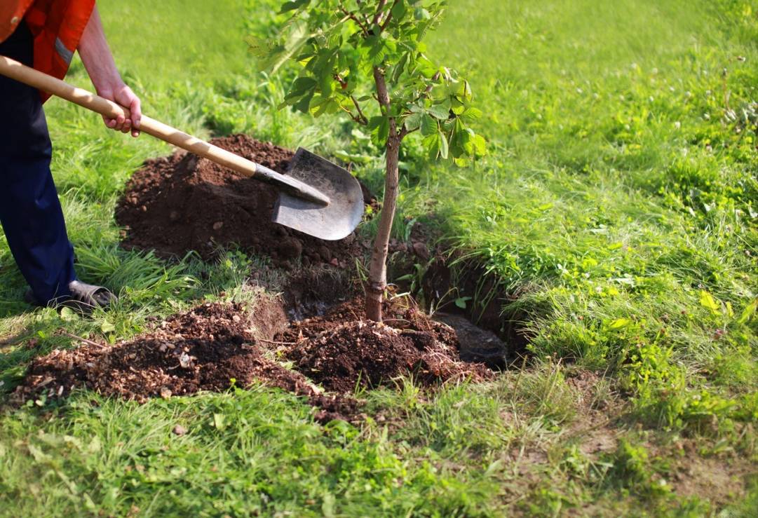 Delson planifie une plantation massive d’arbres