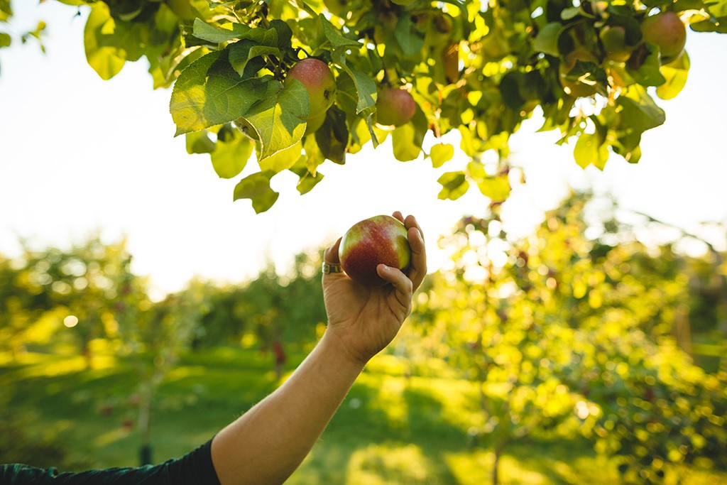 La saison des pommes débute bientôt à l’île Saint-Bernard