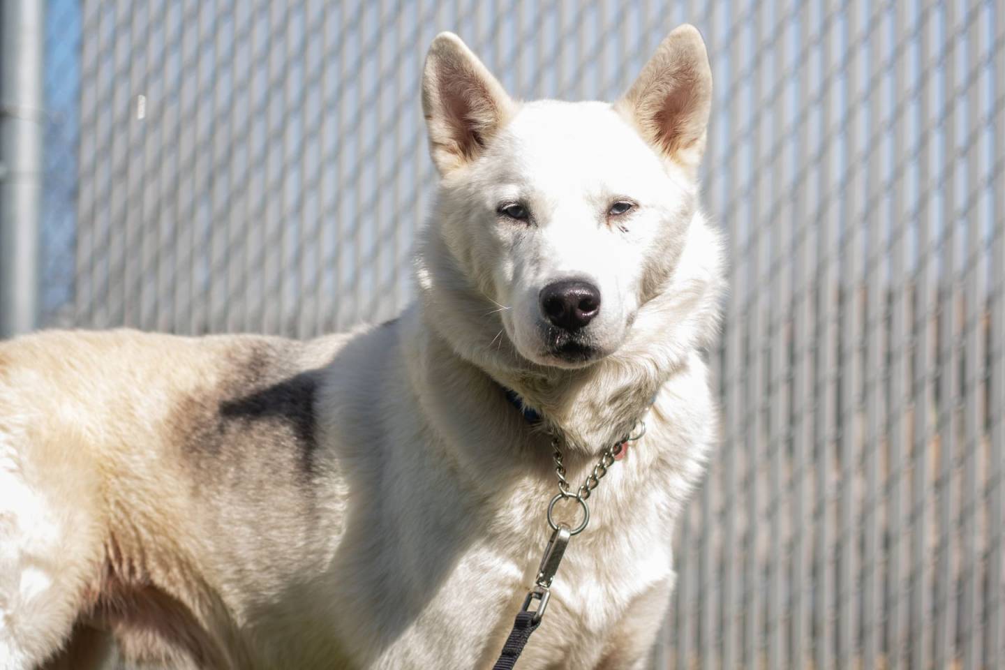 Bear, la vedette de la semaine