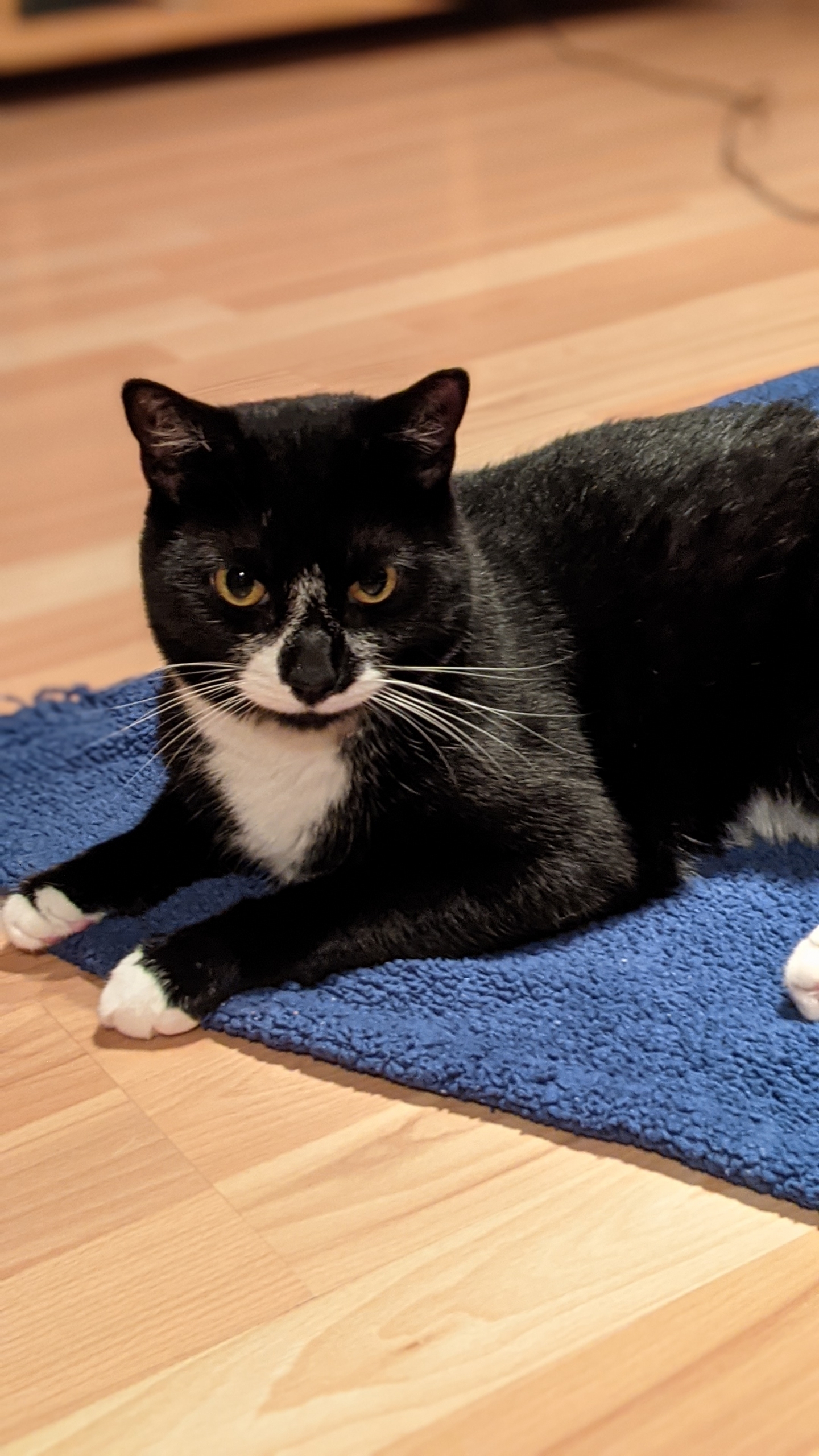 Le chat d&rsquo;un enfant TSA disparu à Candiac