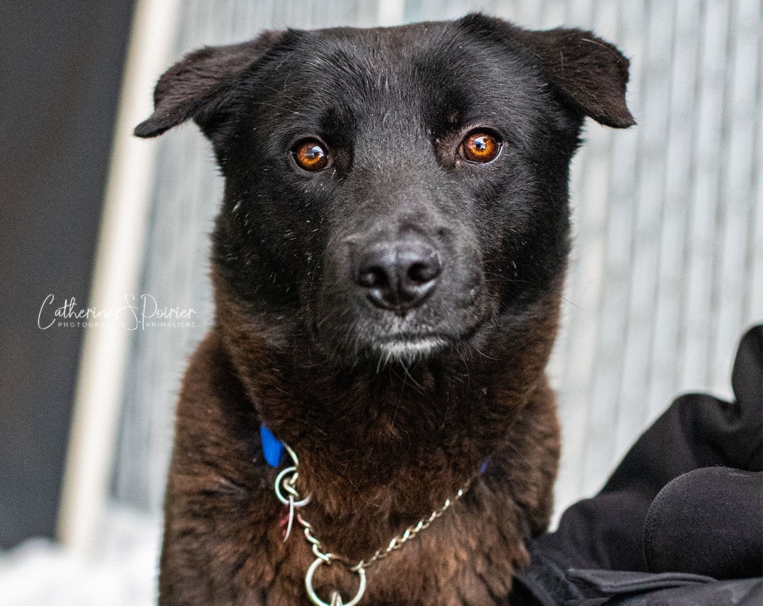 Une deuxième chance pour des chiens destinés à être mangés en Corée