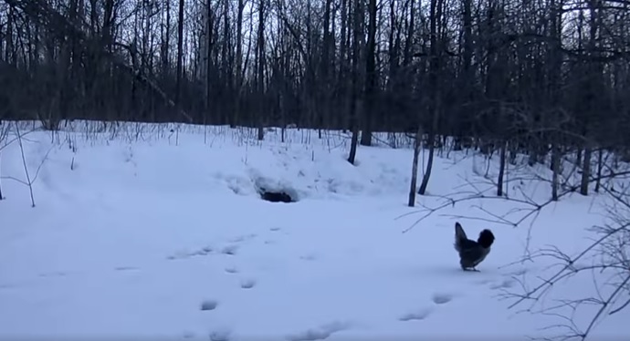 VIDÉO – Une gélinotte gigote devant un terrier de renards