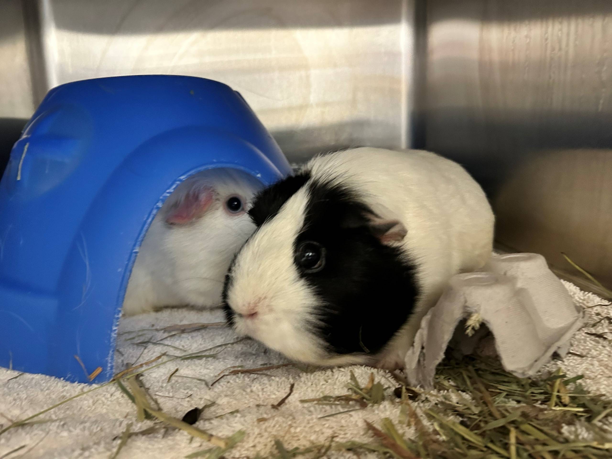 Deux petites poilues de 5 ans !