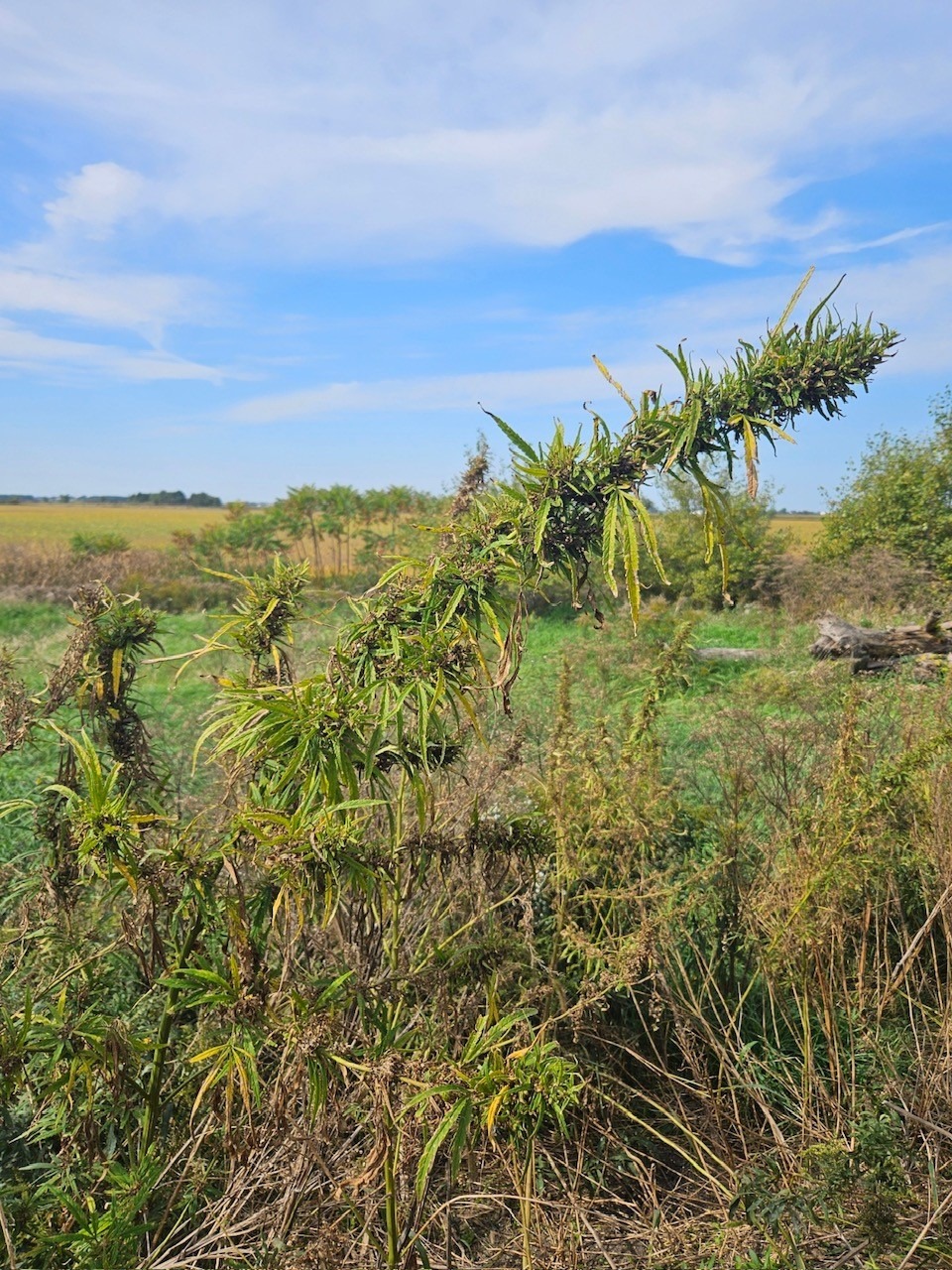 Cannabis illicite : des arrestations sur le territoire du SPAL