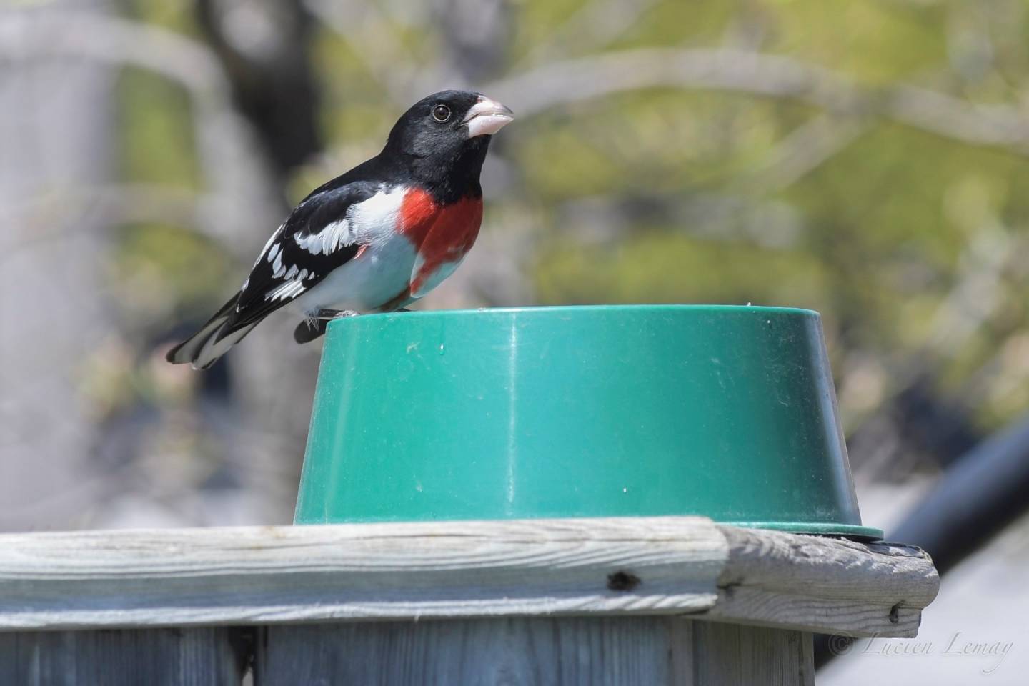 Un oiseau discret se pointe le bec à Sainte-Catherine