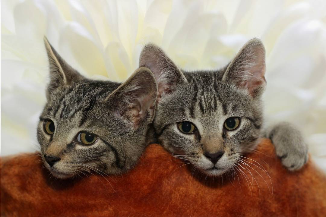 CHRONIQUE – Cohabitation entre chats : les secrets de l’harmonie