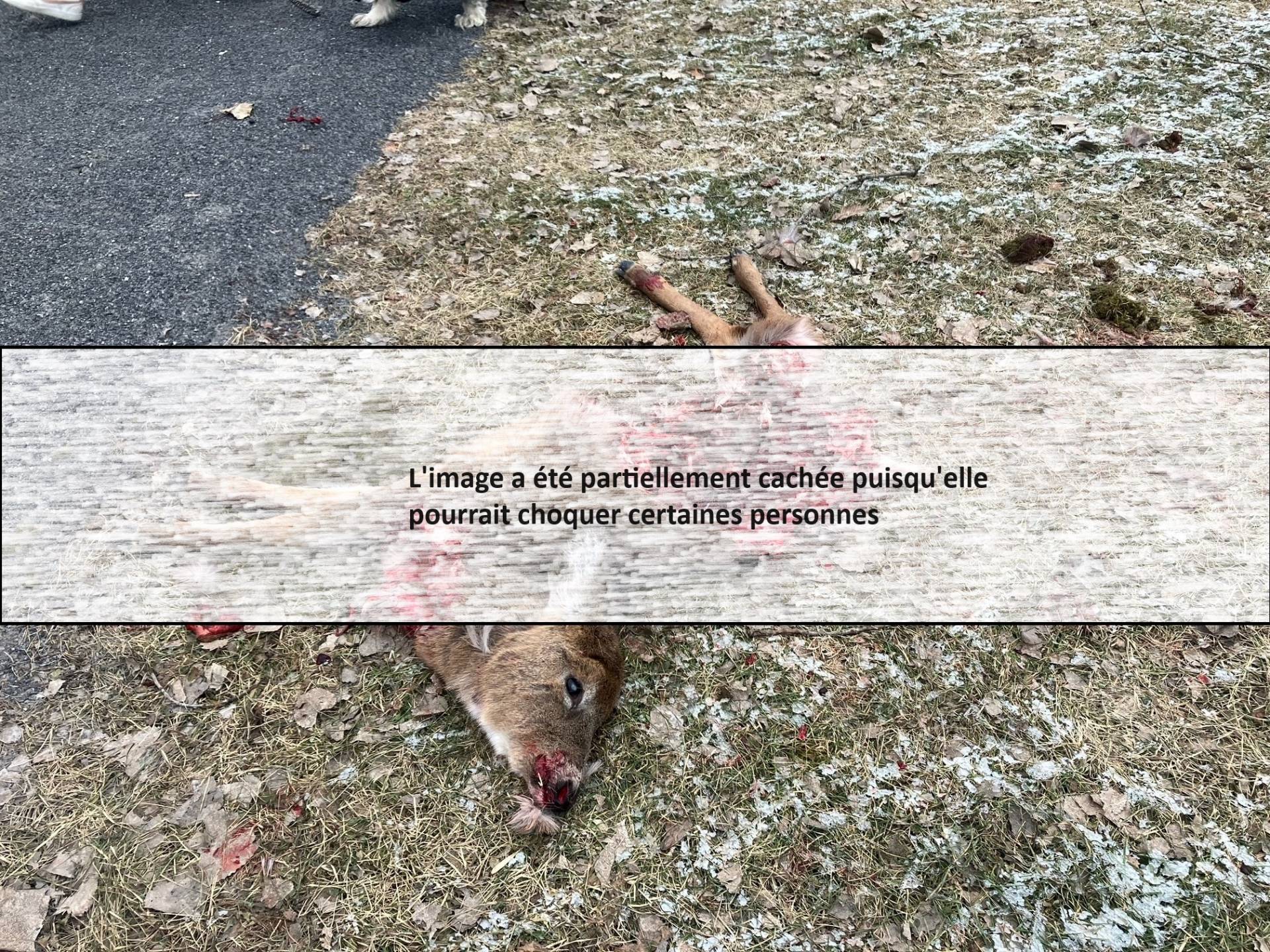 Un cerf dévoré par un animal à Longueuil ?