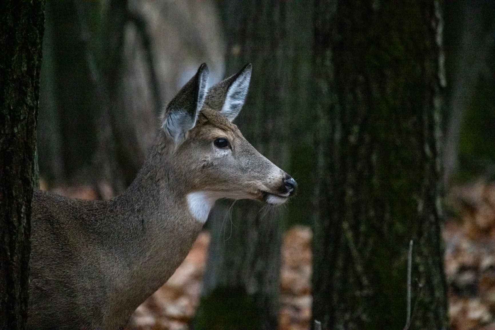 Cerfs à Longueuil : les procédures pour aller en appel sont lancées