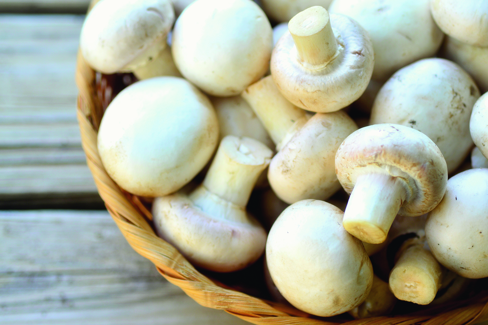 4 informations intéressantes sur la culture des champignons