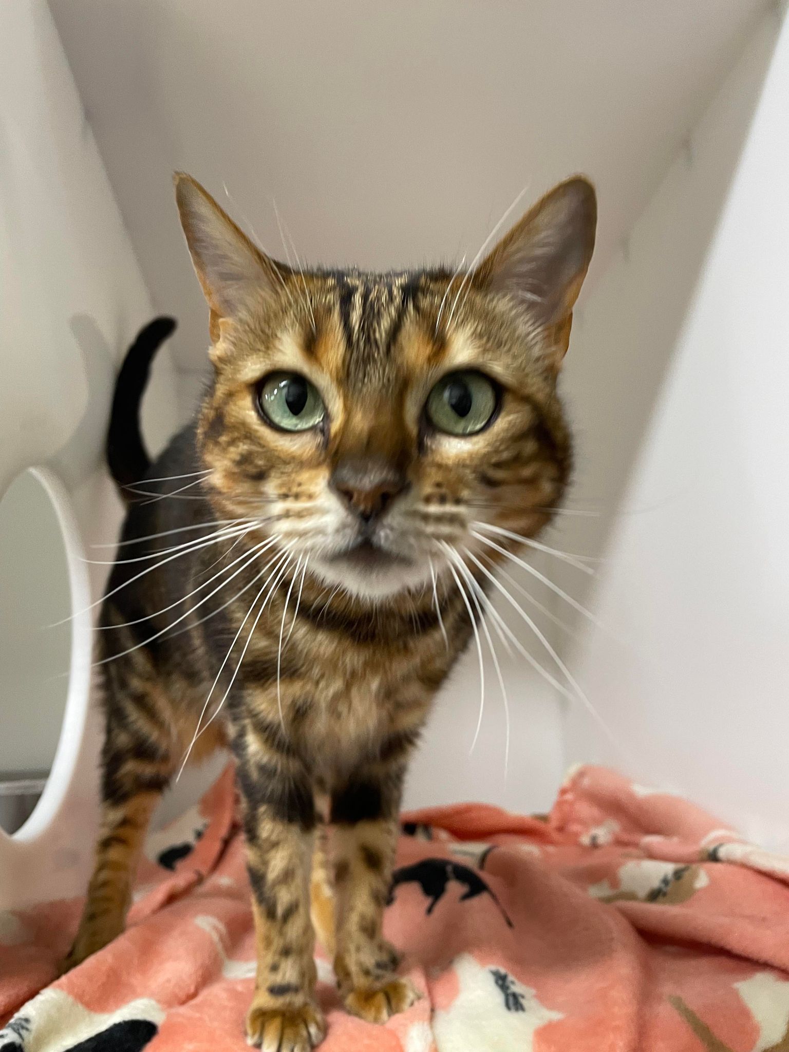 La SPCA Roussillon réduit les frais d’adoption des chats de 75 %