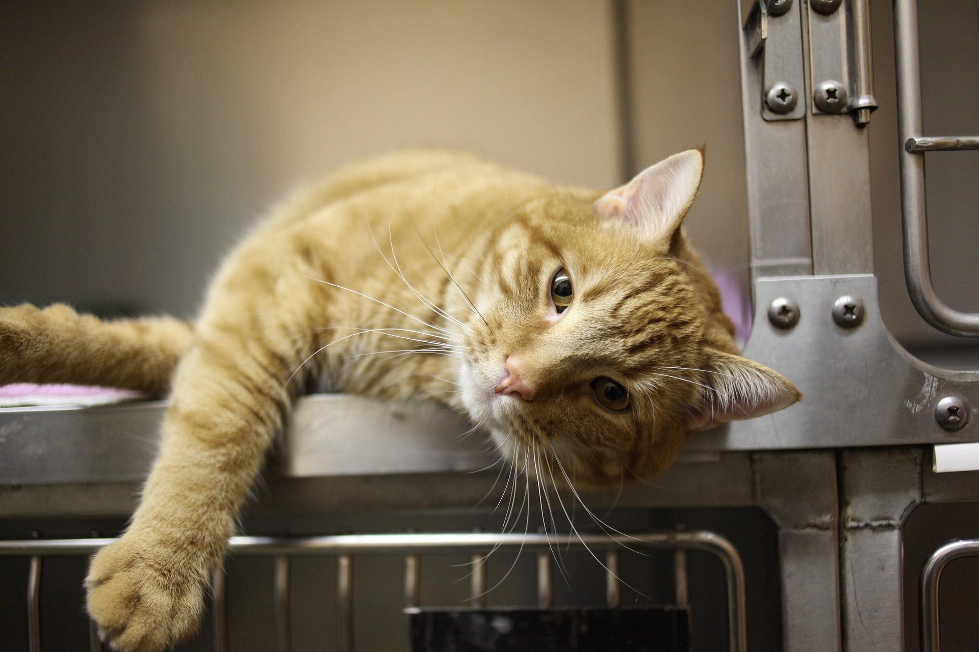 La SPCA Roussillon desservira une autre ville