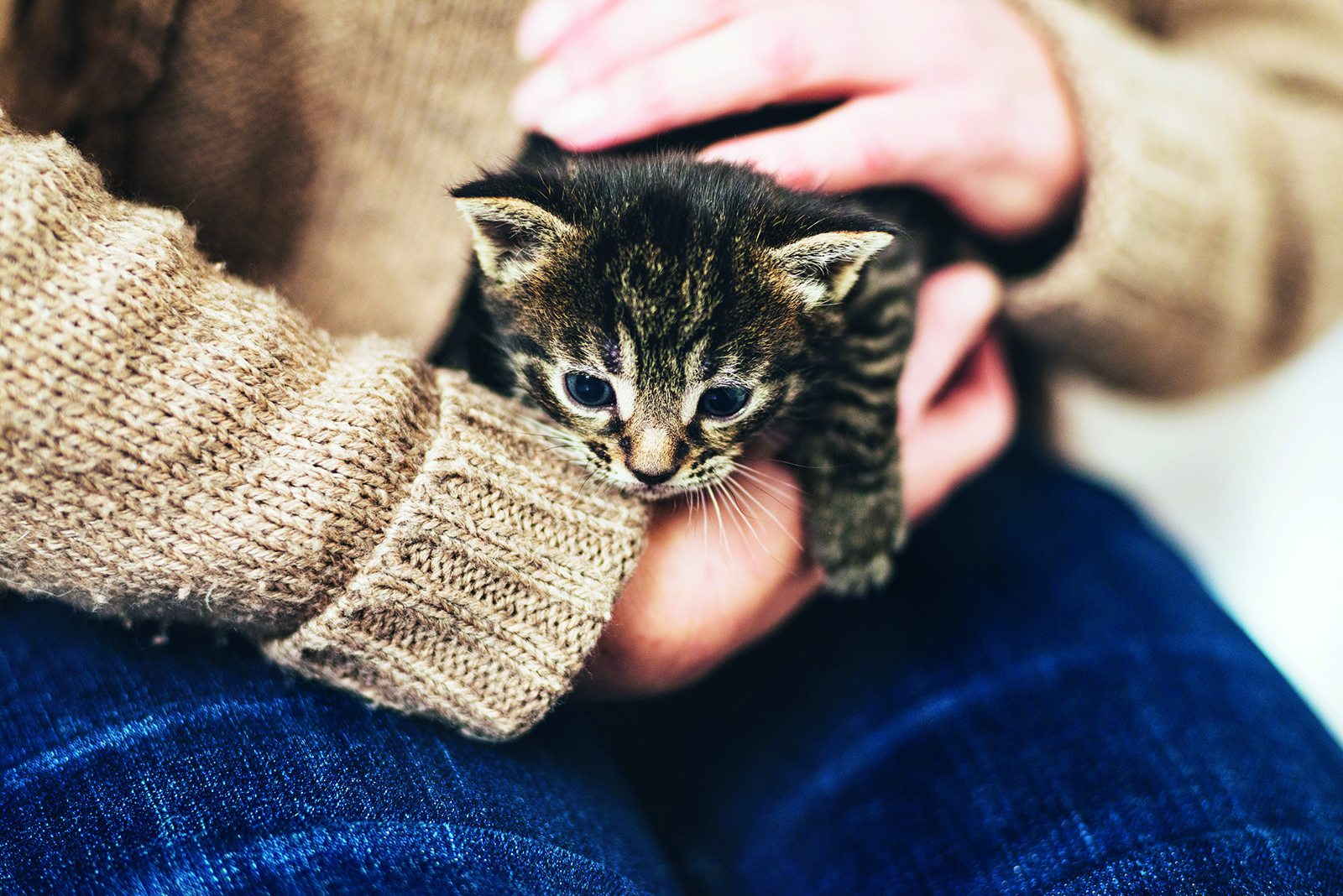 Premier chat ? Adoptez le bon !