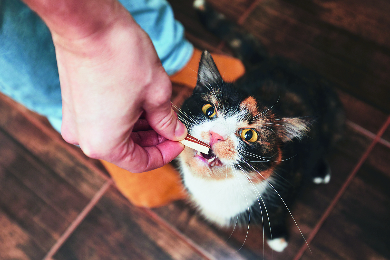 « Mon chat a peur des visiteurs! »