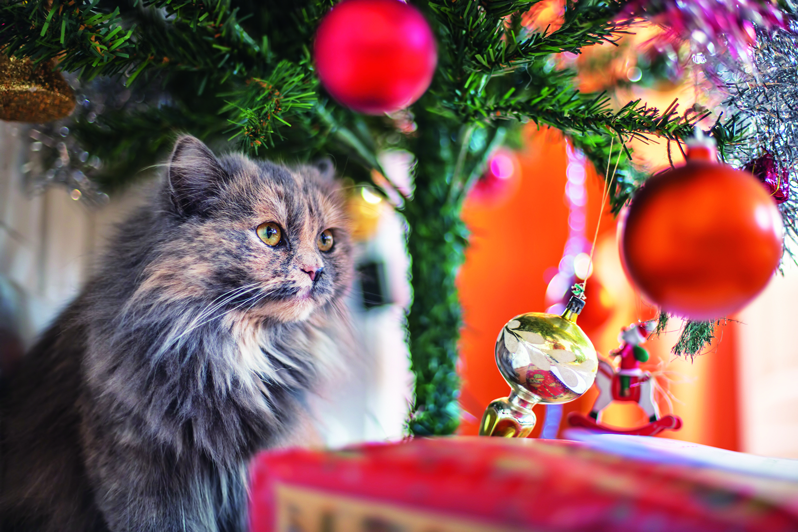 Comment protéger votre sapin de votre chat?