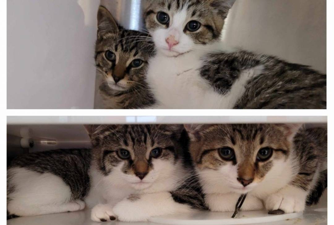 Été achalandé, chats et chiens à adopter chez Proanima