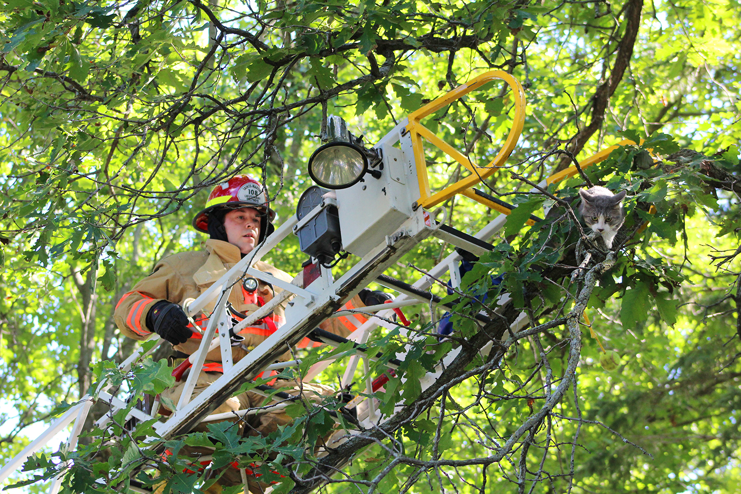 Des pompiers secourent deux chats grimpés dans un arbre